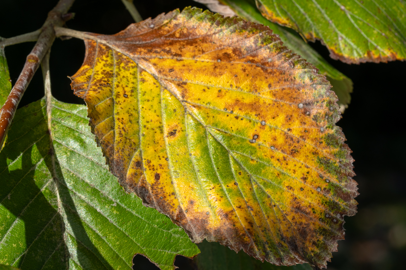 Photography by Chris Allington